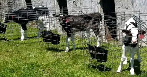 Bucket - Baby Calves