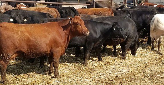 Cow Lot