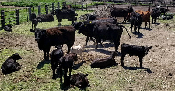 Cow Lot 2