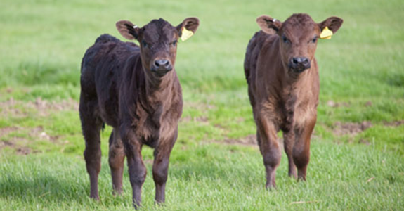 2 Calves
